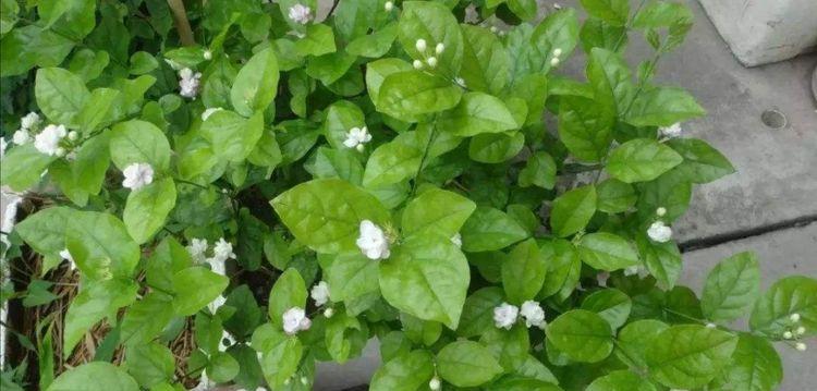 茶叶水浇菜有什么好处？需要注意什么？