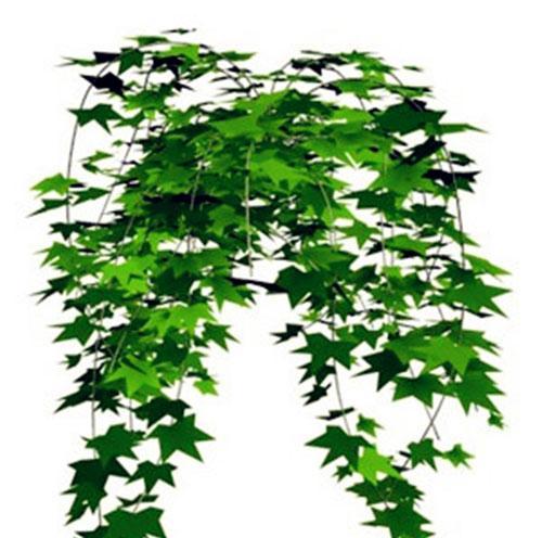 常春藤的寓意花语是什么？如何用常春藤表达情感？