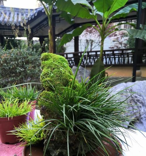 茶叶水浇菖蒲的正确方法和注意事项是什么？
