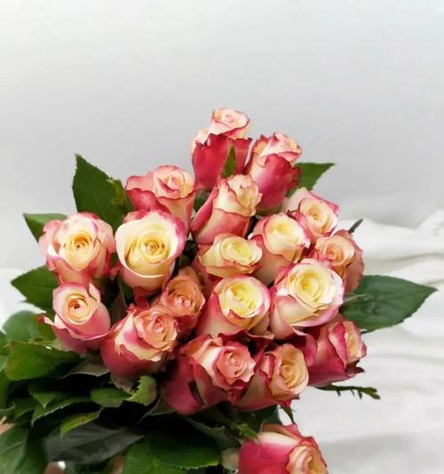 常见玫瑰花品种花语是什么？如何选择适合的玫瑰花表达情感？