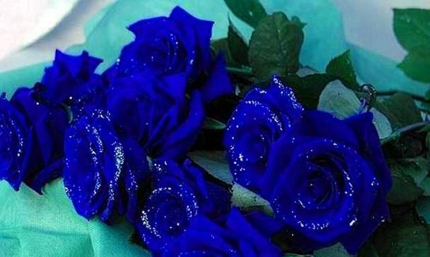 常见玫瑰花品种花语是什么？如何选择适合的玫瑰花表达情感？