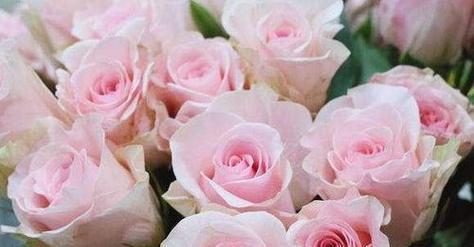 常见玫瑰花品种花语是什么？如何选择适合的玫瑰花表达情感？