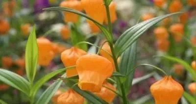 橙色风信子的花语及其象征意义？