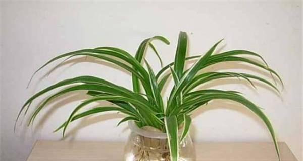 茶叶水浇吊兰好吗？正确使用茶叶水的技巧是什么？