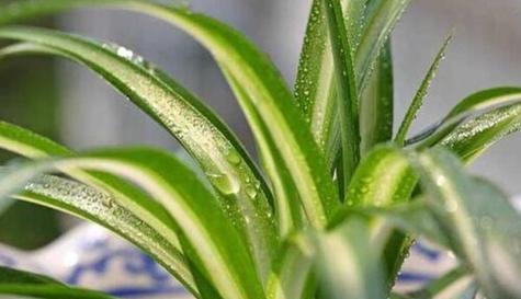 茶叶水浇吊兰好吗？正确使用茶叶水的技巧是什么？
