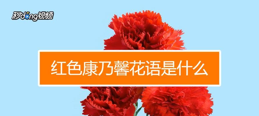 橙色康乃馨代表什么？花语含义有哪些常见疑问解答？