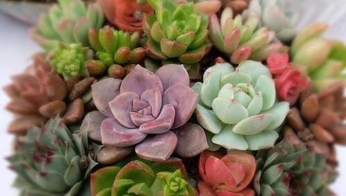 茶叶水浇多肉植物好吗？正确使用方法是什么？