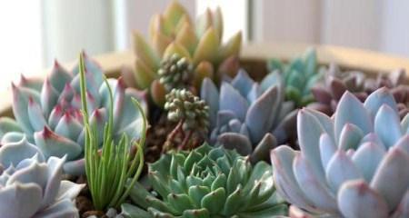 茶叶水浇多肉植物好吗？正确使用方法是什么？