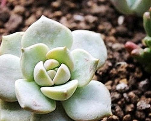 茶叶水浇多肉植物好吗？正确使用方法是什么？