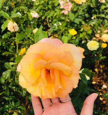 橙色玫瑰代表什么花语？如何正确表达爱意？