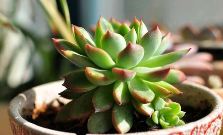 茶叶水浇多肉植物好吗？这样做有什么影响？