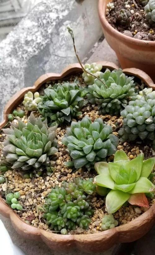 茶叶水浇多肉植物好吗？这样做有什么影响？