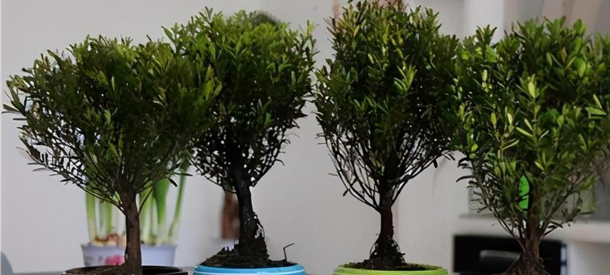 赤楠树象征着什么？赤楠的寓意和用途有哪些？