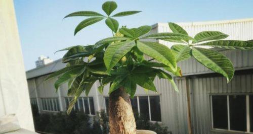 茶叶水浇发财树好吗？对植物生长的影响是什么？