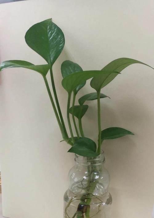 茶叶水浇发财树好吗？对植物生长的影响是什么？
