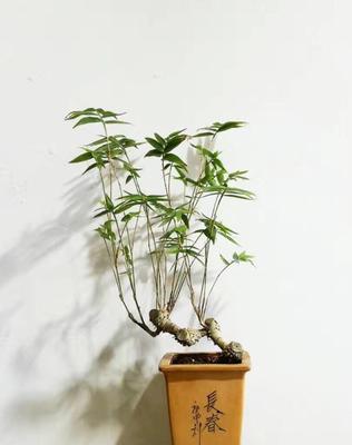 茶叶水浇凤尾竹好吗？这样做有什么影响？