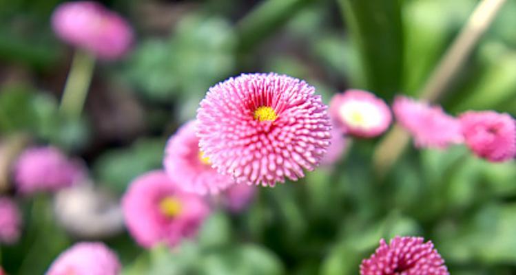 雏菊的花语有哪些含义？