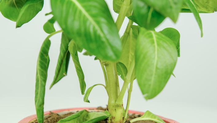 茶叶水浇花的正确方法和适用植物有哪些？