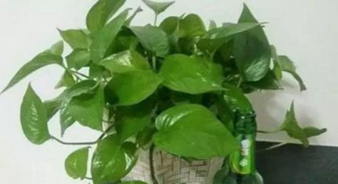 茶叶水浇花的正确方法和适用植物有哪些？