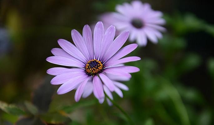 雏菊代表什么？花语和寓意有哪些常见问题解答？
