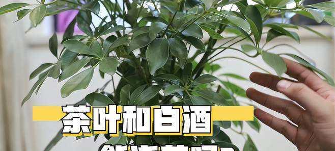 茶叶水浇菊花好吗？对菊花生长的影响是什么？