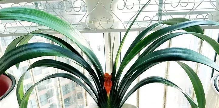 茶叶水浇君子兰好吗？正确浇水方法是什么？