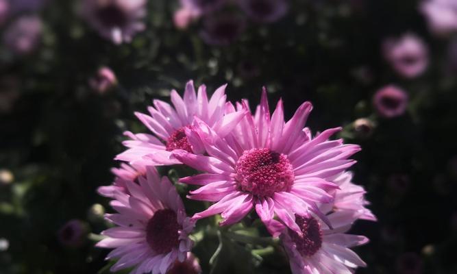 雏菊的花语是什么颜色？花语有哪些含义？