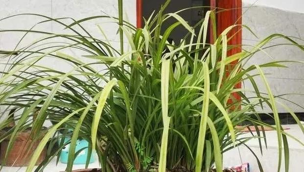 茶叶水浇兰花好吗？使用茶叶水浇花的正确方法是什么？