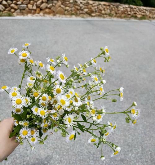 雏菊花语有哪些含义？如何正确解读雏菊花的花语？