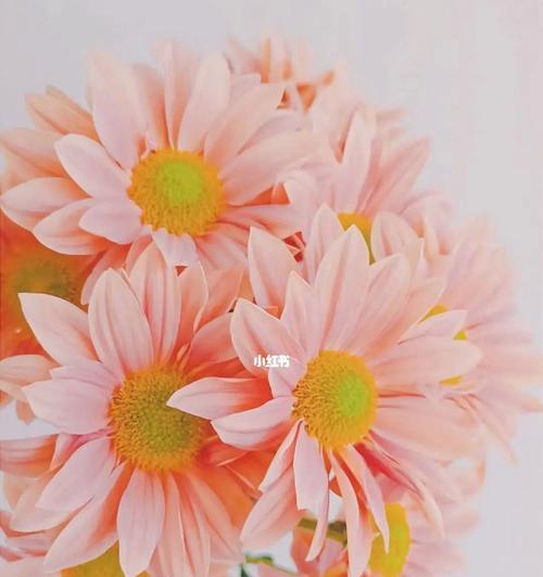 雏菊花的花语有哪些含义？