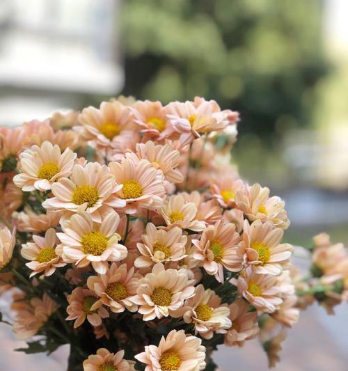 雏菊花的花语有哪些含义？
