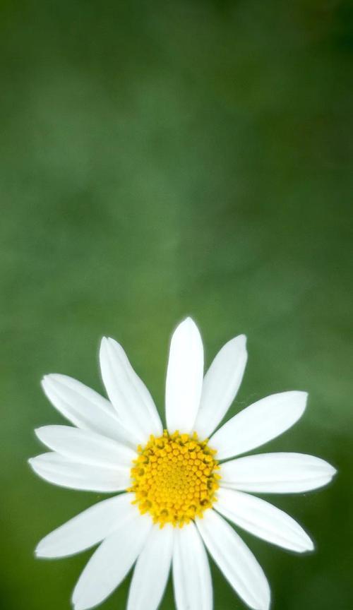 雏菊花的花语有哪些含义？