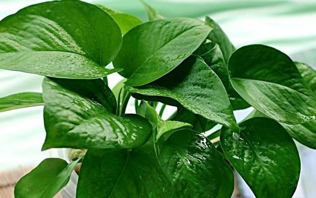 茶叶水浇绿萝的正确方法和常见问题解答？