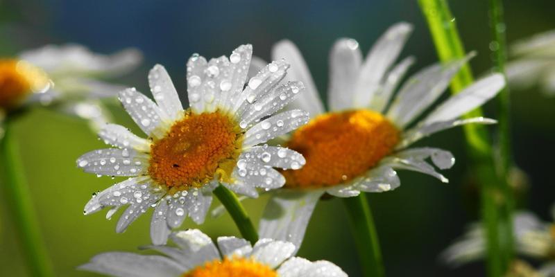 雏菊花代表什么含义？如何正确解读雏菊花的花语？