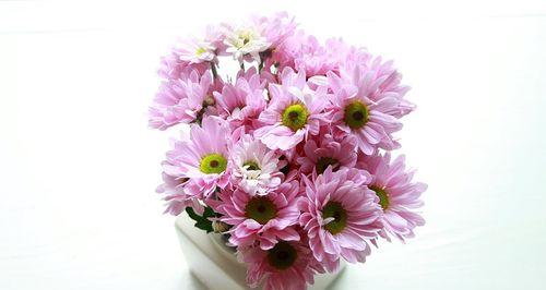 雏菊花代表什么？雏菊花的象征意义有哪些？