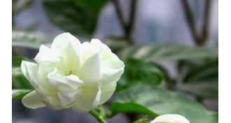 茶叶水浇茉莉可行吗？这样做有什么好处？