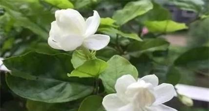 茶叶水浇茉莉可行吗？这样做有什么好处？