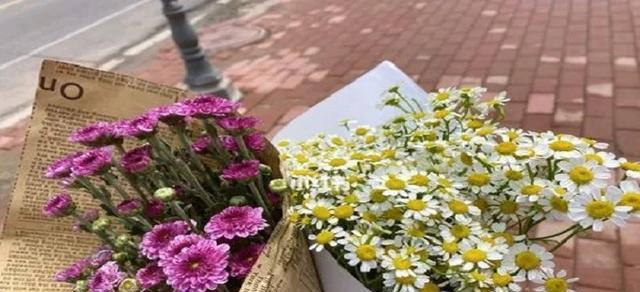 雏菊花语是什么意思？如何用雏菊表达情感？