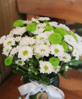 雏菊花语是什么？如何用雏菊表达爱意？