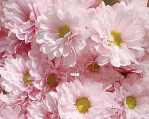 雏菊花语是什么？如何用雏菊表达爱意？