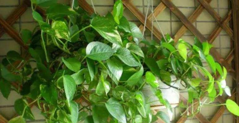 茶叶水浇散尾葵好吗？散尾葵的正确浇水方法是什么？