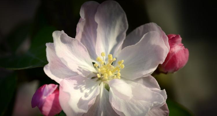 垂丝海棠的花语有哪些含义？