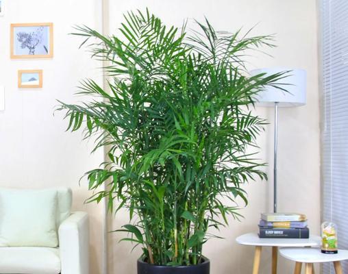 茶叶水浇散尾葵好吗？散尾葵的正确浇水方法是什么？