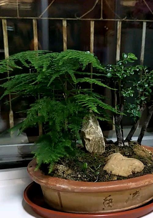 茶叶水浇文竹好吗？对文竹生长有什么影响？
