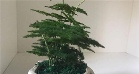 茶叶水浇文竹好吗？对文竹生长有什么影响？