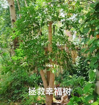 茶叶水浇幸福树好吗？对植物生长有什么影响？