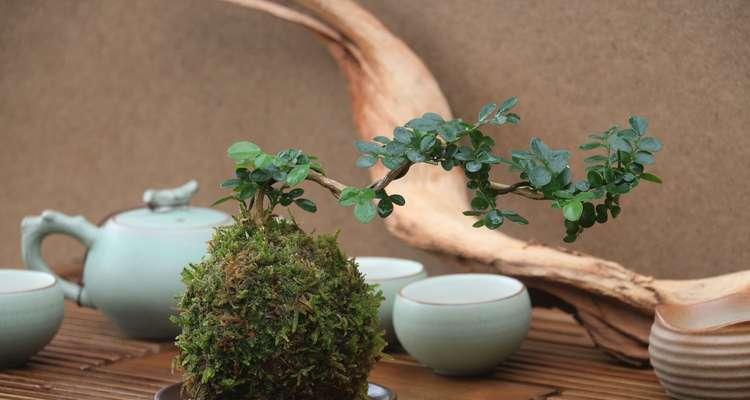 茶叶水浇幸福树好吗？对植物生长有什么影响？