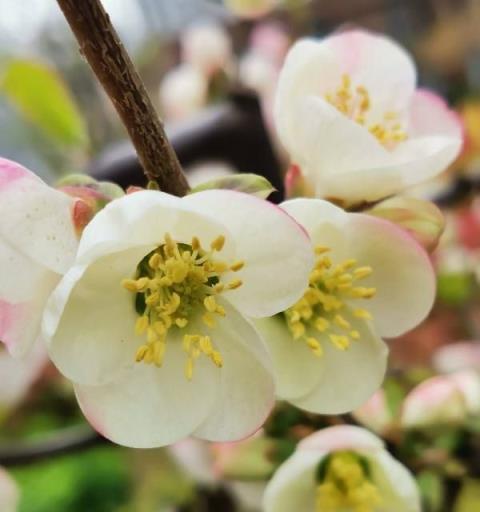 春天最有代表性的花是什么？如何在春天欣赏这些花卉？