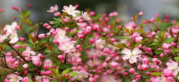 春天最有代表性的花是什么？如何在春天欣赏这些花卉？