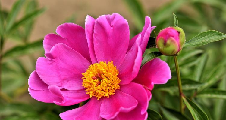 春天最有代表性的花是什么？如何在春天欣赏这些花卉？